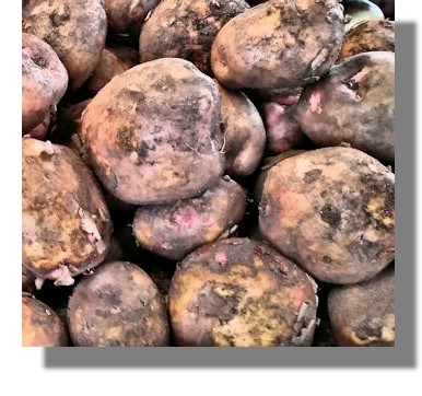 Kerr's Pink Potatoes